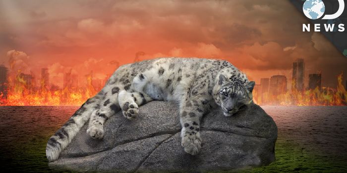 Wake up call: We are in the midst of the 6th mass extinction