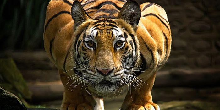 Nepal's Efforts to Rebound Tiger Population Seem to be Working