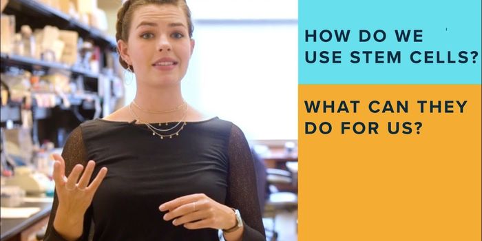 Stem Cells in the Research Lab