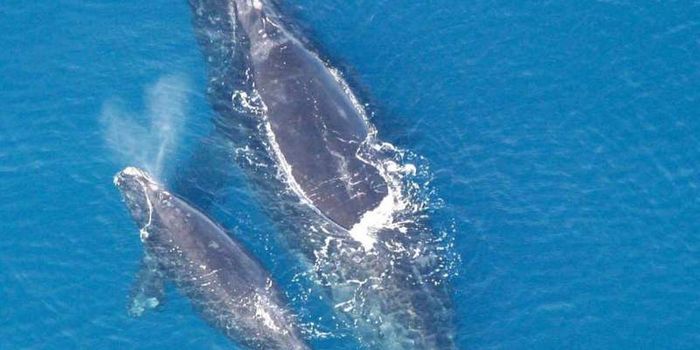 A Whale's Blowhole Spray Can Say a Lot About it
