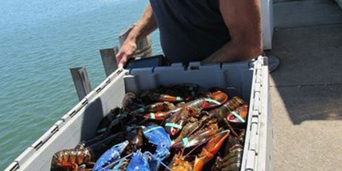 Fisherman Catches Ultra Rare 'One in 2 Million' Blue Lobster