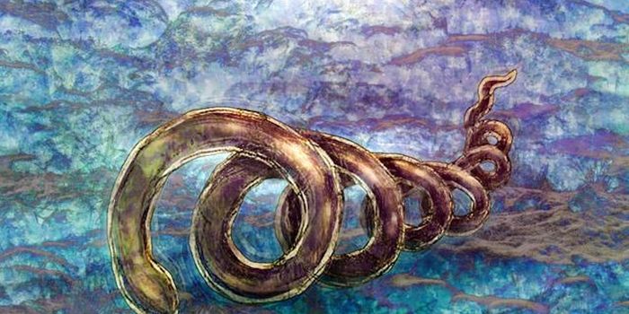 How Syphilis Evades the Immune System