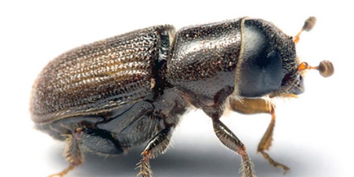 Risk of Southern Pine Beetle Infestations Higher in Non-Diverse Forests
