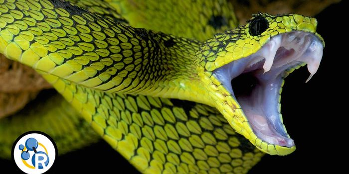 What Makes Snake Venom so Lethal?