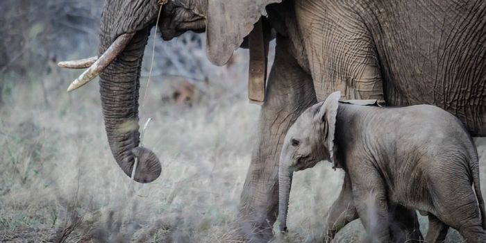These Animals Give Birth to the Largest Babies in the World