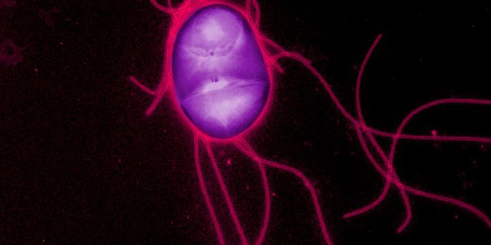 Pathogenic Bacterium Blocks Appetite Loss During Infection