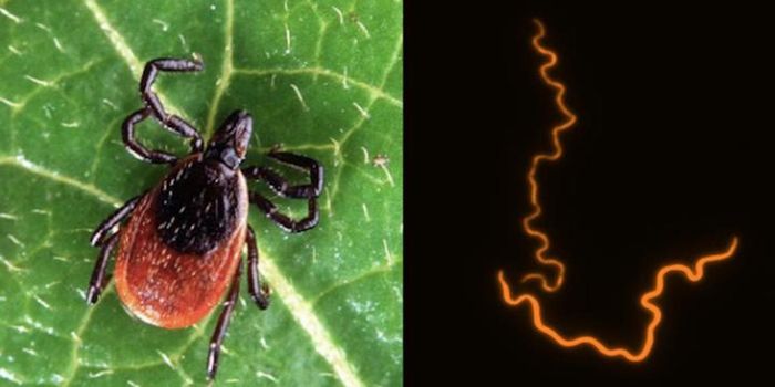Researchers Discover Molecule That May Cause Lyme Disease Symptoms
