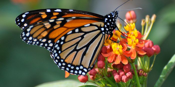Why aren't Monarchs making it to Mexico anymore?