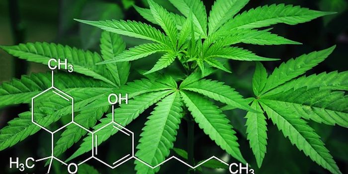 Intro to Phytocannabinoids