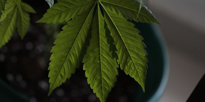 Despite Legalization, Cannabis Poses Risks in Pregnancy