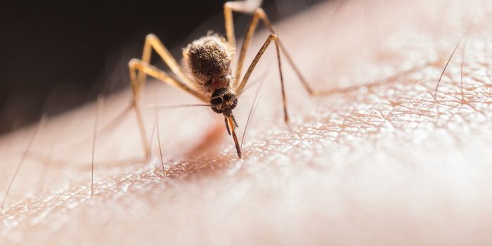 Malaria drug treats lupus and prevents diabetes