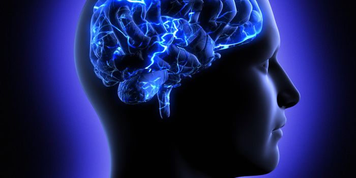 Study Identifies Neurons That Help Predict What Individuals Will Do