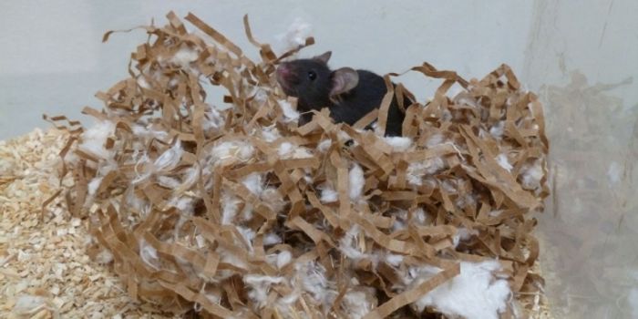 Sleep-Wake Cycle Brain Circuit is Discovered