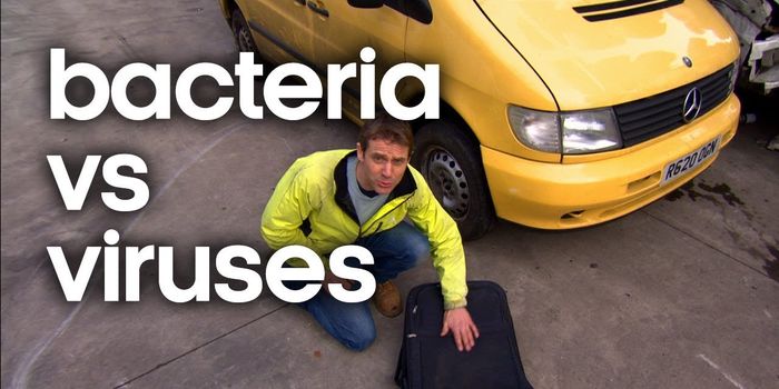 Bacteria vs. Viruses: What is The Difference?