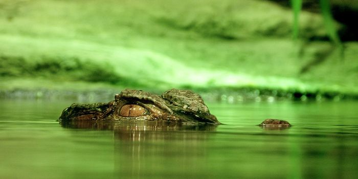 Ten-Year-Old Girl From Orlando Survives Alligator Attack