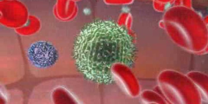 Natural killer cells