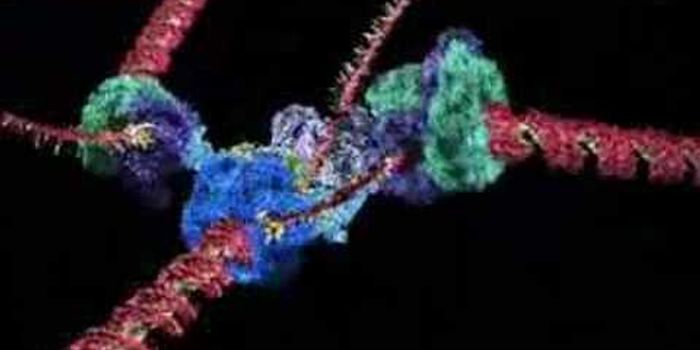 How DNA Copies Itself