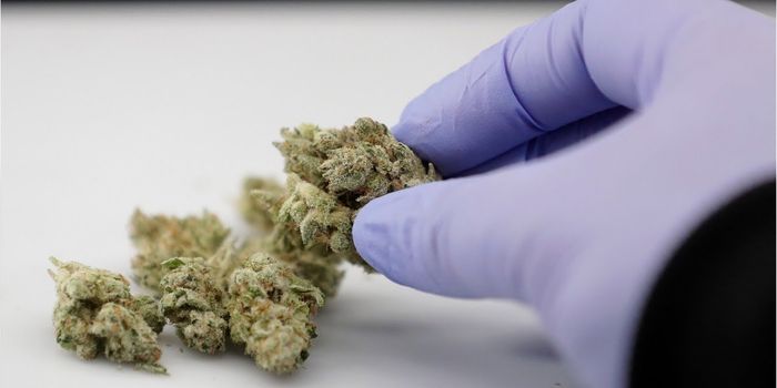 The Epigenetic Profile of Sperm is Altered by Cannabis