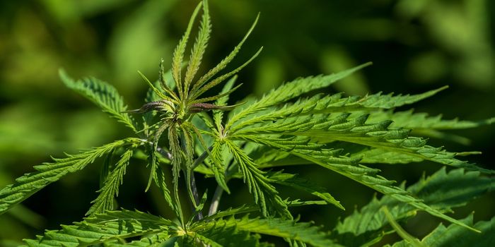 'Dudding Disease' Hop Latent Viroid (HpLVd) Threatens Global Cannabis Crops