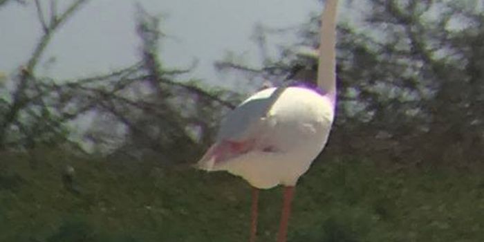 Kansas Zoo Flamingo Escapee Spotted in Texas