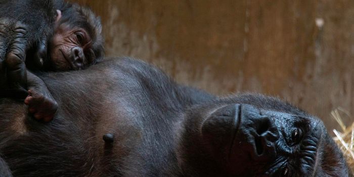 Smithsonian's National Zoo Welcomes the Birth of a Critically-Endangered Gorilla