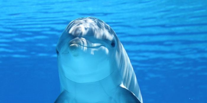 Epigenetics Used to Determine the Age of Dolphins