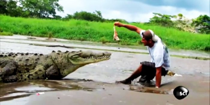 This Crocodile Just Wasn't Hungry Enough to Score the Big Meal
