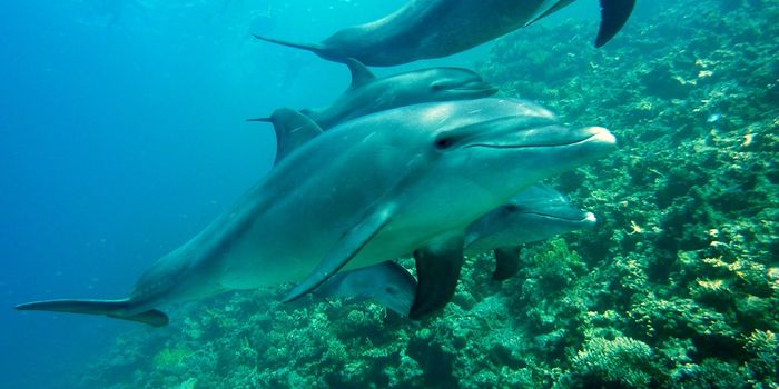 Rival Dolphin Groups Take Turns Sharing Regions, Study Finds