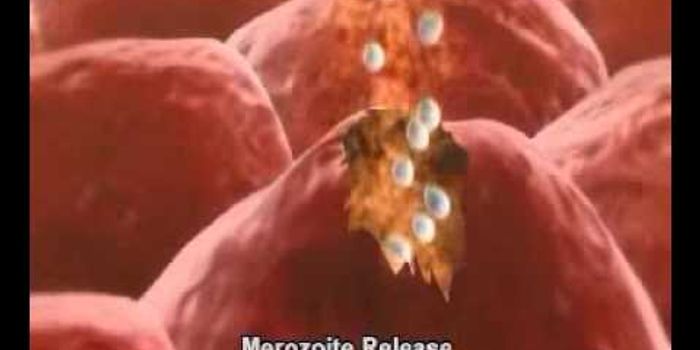 Malaria: the life cycle of Plasmodium inside human host