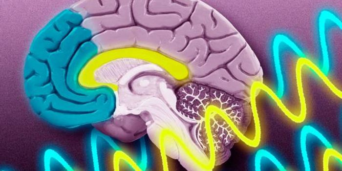 How Brain Waves Guide Memory Formation