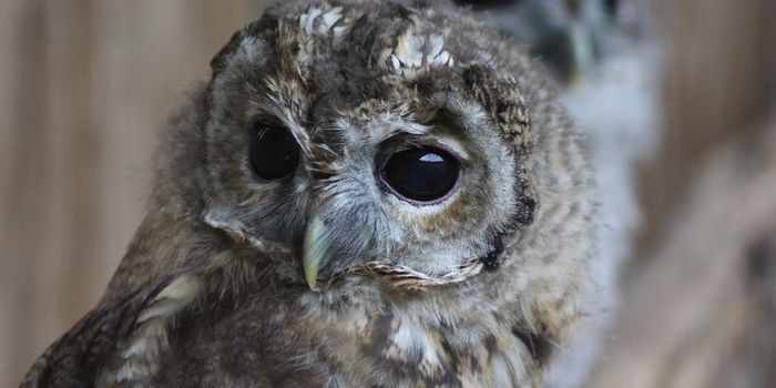 Just discovered, already endangered