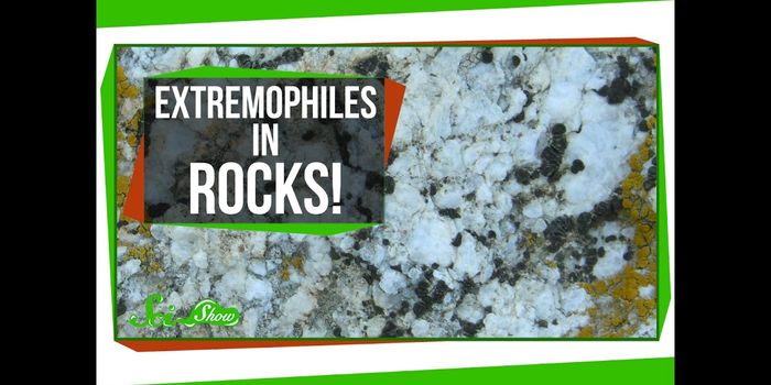 These tiny critters actually live inside solid rocks!