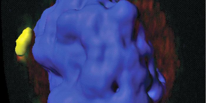 Gimap5 Mutation Causes White Blood Cell Disorder