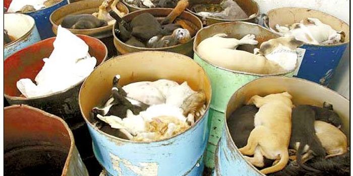 Gas Chamber Euthanasia: What you might not know about your local animal shelter