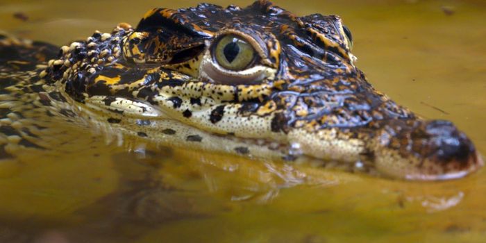 How to Train a Dragon