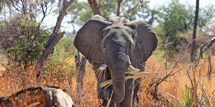Malawi is Relocating 500 Elephants