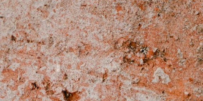 No Link Between Grit and Cognitive Ability