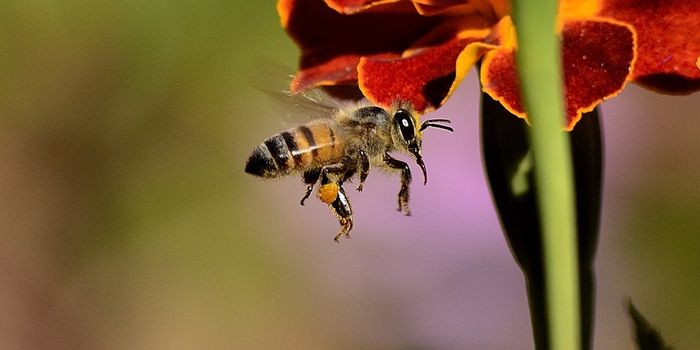 Dramatic Insect Decline in Germany Alarms Researchers