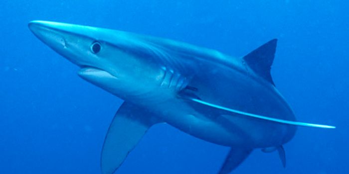 Tracking Sharks to Save Them From Fishing Boats