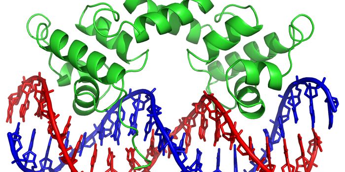 New Insight Into Transcription Factors