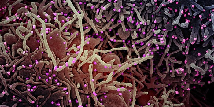 Nanobodies Could Protect Us From Every Variant