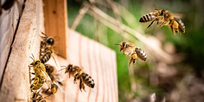 Hemp Extract Protects Bees from Poisonous Pesticides