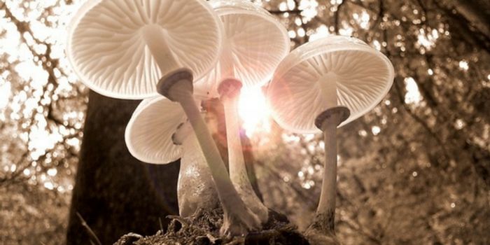 Another Study Shows "Magic" Mushrooms Help With Depression