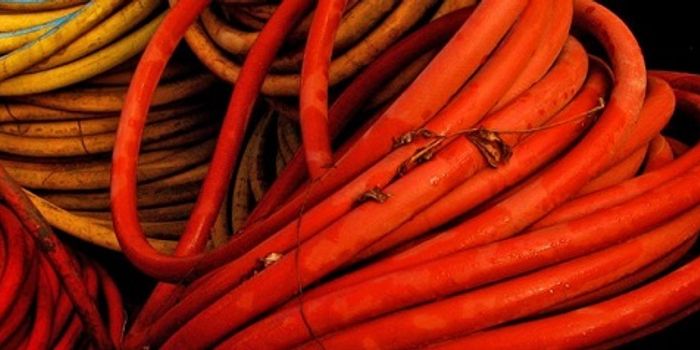 Do parasitic worms help keep arteries young?