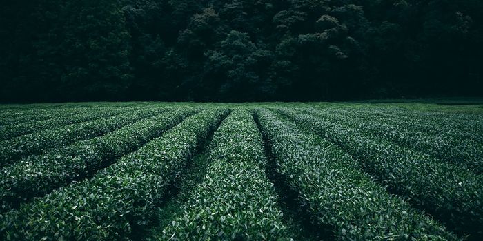 Soil bacteria capable of degrading nitrous oxide