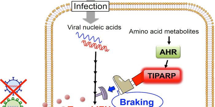 Mode of Regulation of Immune Response by Receptor Found