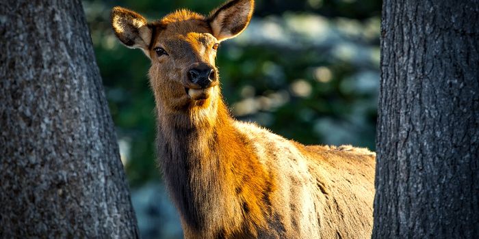 Female Elk Avoid Being Hunted With Tactics Learned As They Age