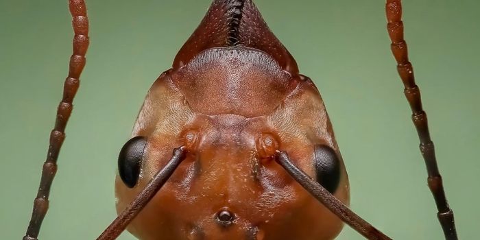 These Ants Do Whatever it Takes to Survive