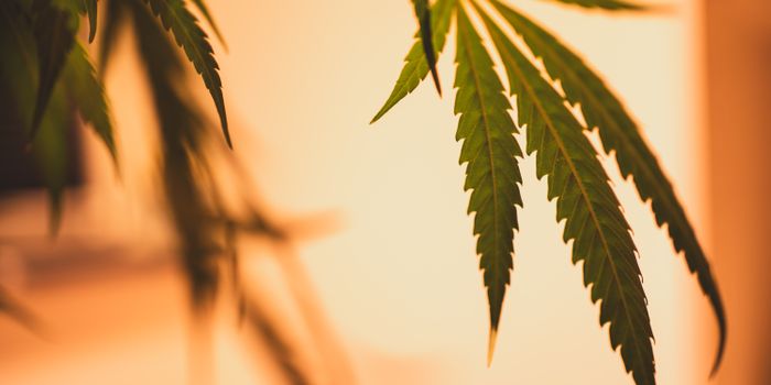 Why Scientists Want to Research Cannabinoids