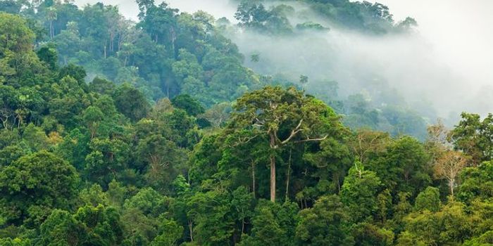 Can Amazon trees keep up?